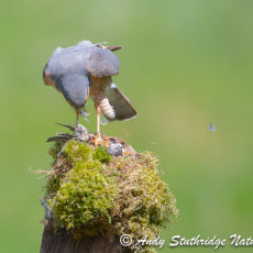 Male Sparrowhawk at Plucking Post