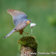 Sparrow Hawk with Bait