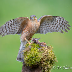 Sparrow Hawk with Prey
