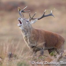 Stag Bolving with Moss in Antlers