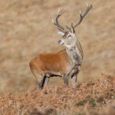Stag Pose
