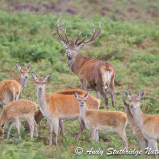 Stag,Hinds & Calves on Moorland