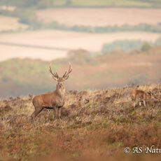 Red Deer on the Exmoor Hills