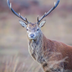 Stag in Close-up