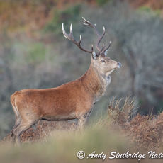 Stag in Profile