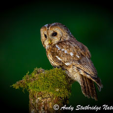 Tawny Owl at Night