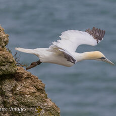 Gannet Taking - Off