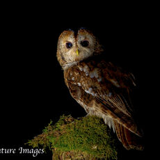 Tawny Owl 1