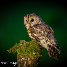 Tawny Owl 2