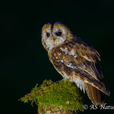 Tawny Owl at Night