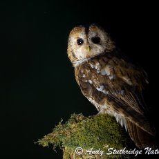 Tawny Owl in the Shadows