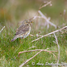 Tree Pipit with Food