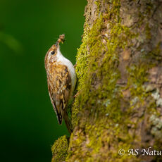 Treecreeper
