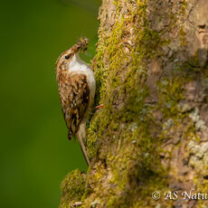 Treecreeper