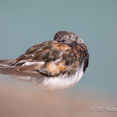 Roosting Turnstone