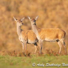 Two Hinds in Autumn Sunshine