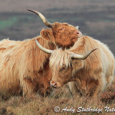 Two of a Kind ,Highland Cattle