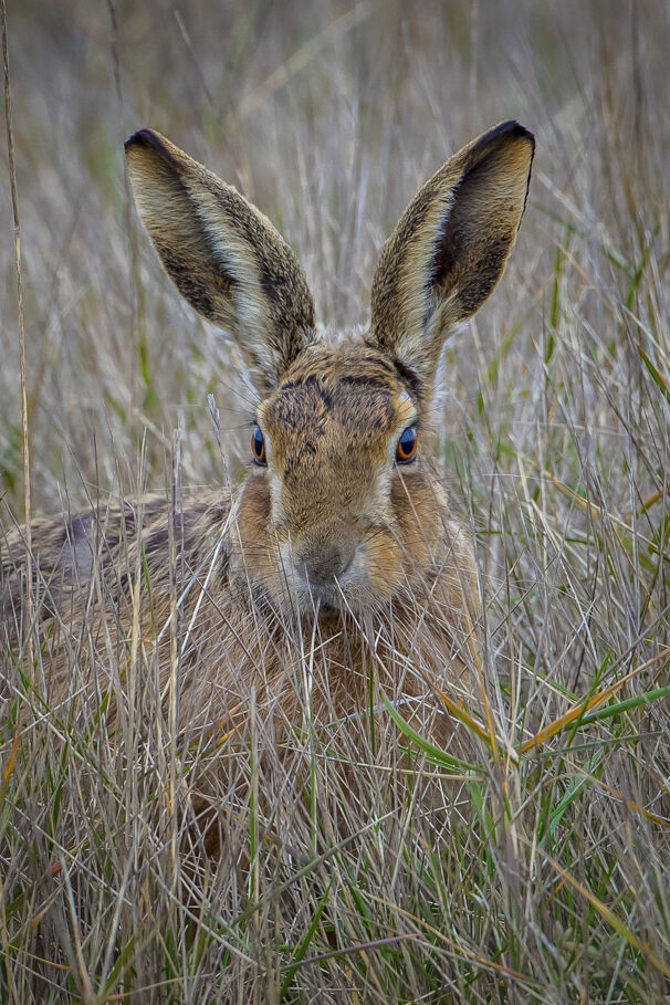Brown Hare Portrait