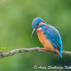 Watching You,Watching Me ! -Male Kingfisher
