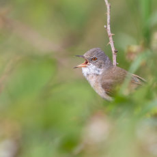 Whitethroat Singing in Hedgerow