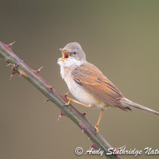 Whitethroat Singing on Bramble