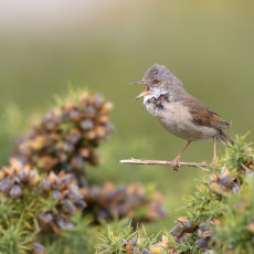 Male Whitethroat Singing on Gorse