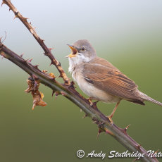 Whitethroat Singing on Bramble