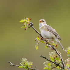 Willow Warbler Singing