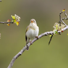 Willow Warbler Singing 2