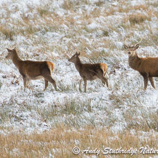 Winter Deer