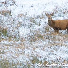 Winter Stag