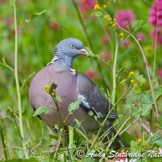 Woodpidgeon in Field