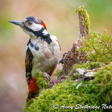 Male Great Spotted Woodpecker Up~Close