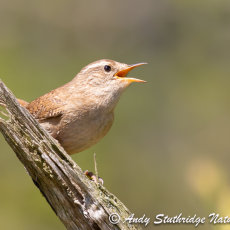 Wren Singing 2