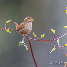 Wren Singing in Garden