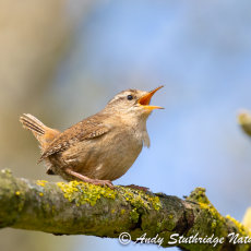 Wren Singing in Woodland