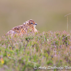 Young Red Grouse Resting on Heather