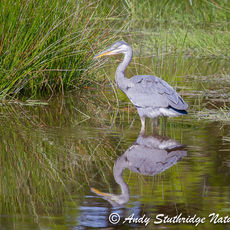 Juvenile Grey Heron Reflected