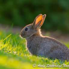 Young Rabbit in Evening Light