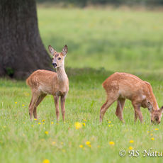 Young Roe Deer