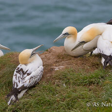 Adult and Juvenile Gannets
