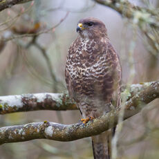 Buzzard in Woodland