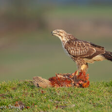 Common Buzzard Calling