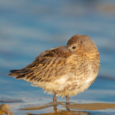 Dunlin at Rest
