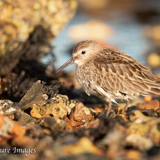 Dunlin on Rocky Shore