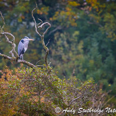 Grey Heron in Riverside Tree