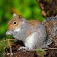 Grey Squirrel Feeding 1