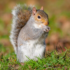 Grey Squirrel Feeding 2