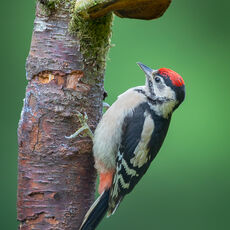 Juvenile Great Sotted Woodpecker under Bracket Fungus
