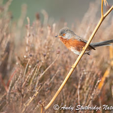 Male Dartford Warbler